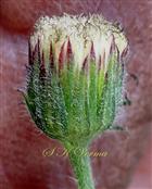  Capitulum - see involucres